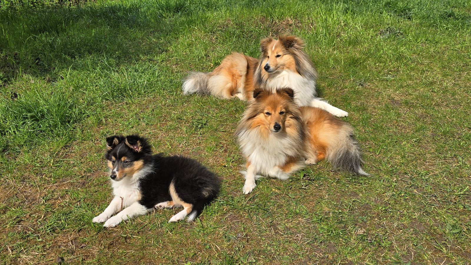 Bella, Nikki und Shilo