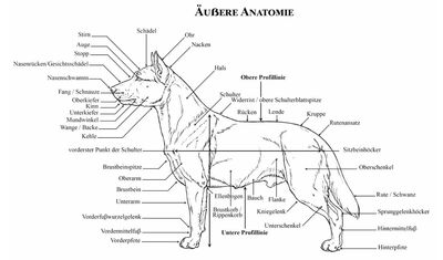 FCI Rassebeschreibung Sheltie